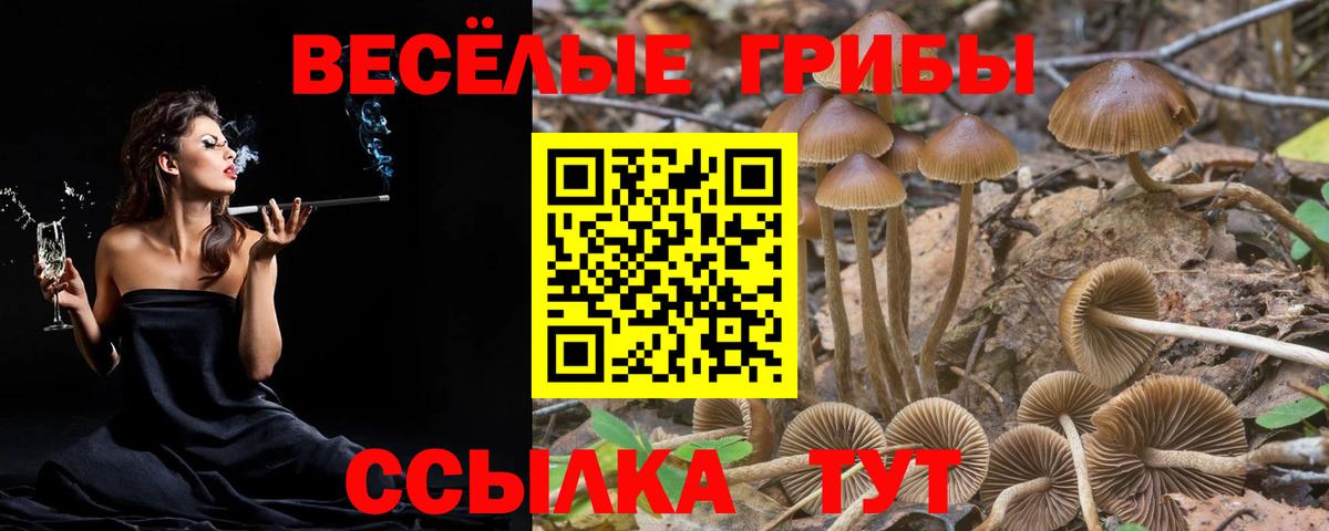 Галлюциногенные грибы Psilocybine cubensis Кувандык